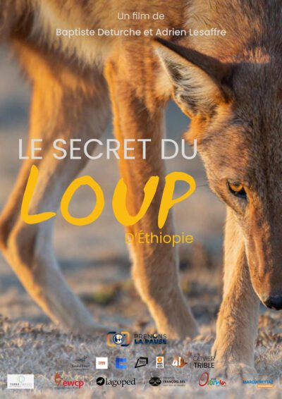 Le Secret du Loup d'Éthiopie - VOD/location